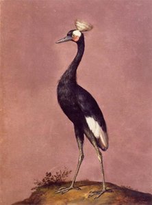 Uccelli — Giuseppe Arcimboldo