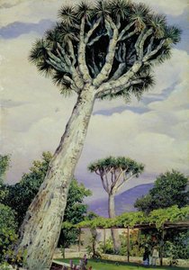 El Drago En El Jardín Del Sr. Smith, Tenerife — Marianne North
