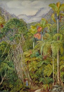 Schraubenbäume, Palmen Und Farne Vom Pfad Nahe Venn's Town, Mahé — Marianne North