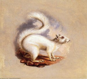 Scoiattolo Bianco — Tiziano Ramsay Peale Ii