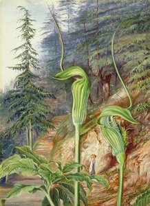 The Cobra Plant Under Deodars, At Simla, India — Marianne North