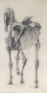 Finished Study For — George Stubbs