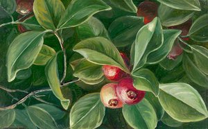 Psidium Littorale — Marianne North