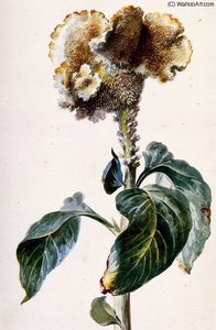 Yellow Cockscomb Sun — Aert Schouman