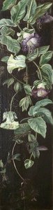 Planta Urcătoare Cu Flori Violet Pe Fundal Negru — Marianne North