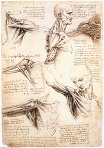 Šlaiko Anatominiai Tyrimai — Leonardas Da Vinčis