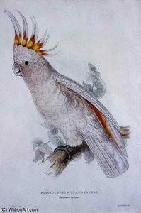 Plyctolophus Leadbeateri — Edward Lear