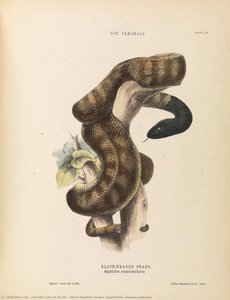 Black-headed Snake, Aspidiotes Melanocephalus — Harriet Calcott Scott
