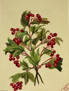 Grouseberry (viburnum Americanum) — Mary Vaux Walcott