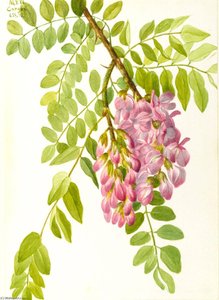 New Mexican Locust (robinia Neomexicana) — Mary Vaux Walcott