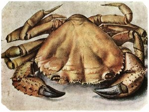 Humr — Albrecht Dürer
