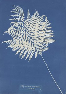 Polypodium Crenatum, Norway