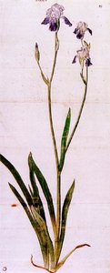 Iris — Albrecht Dürer