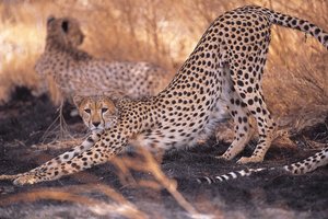 Cheetah — Mohamed Amin