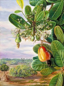 Liście, Kwiaty I Owoce Nerkowca, Tanjore, Indie — Marianne North