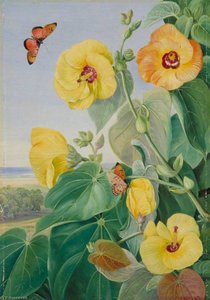 Drzewo Nad Brzegiem Morza, Rzeka St John's, Kaffraria — Marianne North