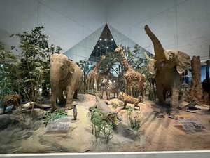 State Darwin Museum