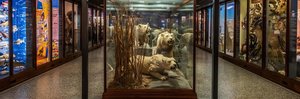 Norfolk Museums