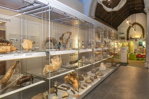 Colchester And Ipswich Museum