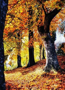 Chromatic Descent: Autumn Grove I — Jacques Villedieu